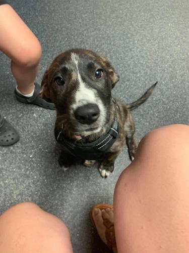 Lost Female Dog last seen Left our  near Pine Forest High School at 10:30pm Saturday evening.. last seen that we are aware of around 9am where Pine Forest Road and Blue Angel Parkway meet. , Bellview, FL 32506