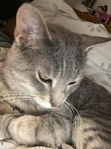 Lost Male Cat last seen bunker hill road, Central City, IA 52214