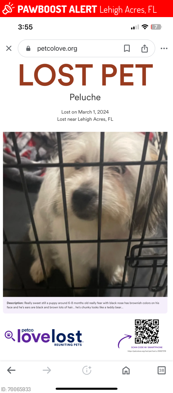 Lost Male Dog last seen hmstd rd Lehigh acres fl, Lehigh Acres, FL 33936