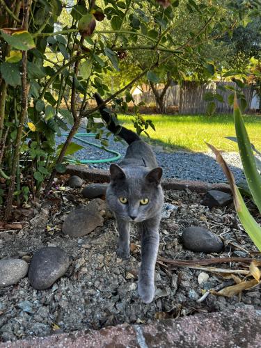 Lost Male Cat last seen Live Oak Lane / Edgewood, Auburn, CA 95603