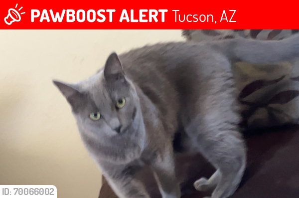 Lost Female Cat last seen Coachline and Summer Sky , Tucson, AZ 85743