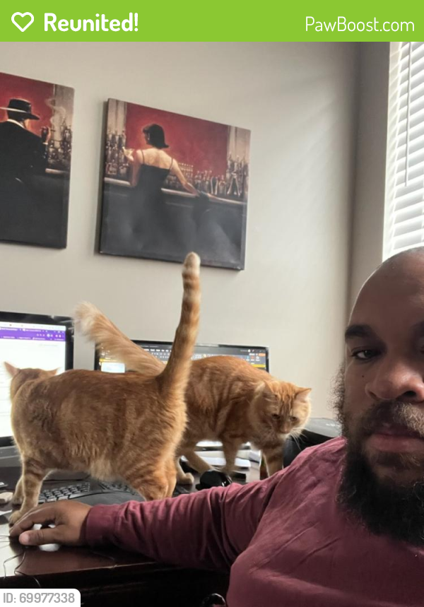 Cats For Sale Stafford Va at Brittany Judge blog