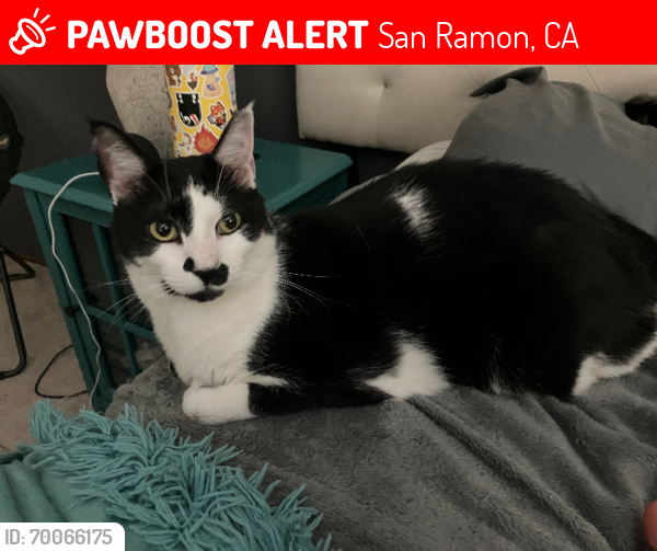 Lost Male Cat last seen Bollinger canyon , San Ramon, CA 94583