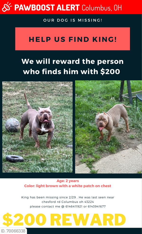Lost Male Dog last seen Morse rd and Westerville rd, Columbus, OH 43224