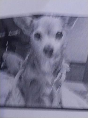 Lost Female Dog last seen Near s 24TH st, Milwaukee, WI 53204