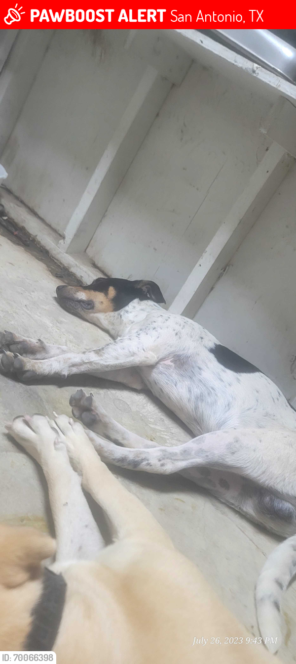 Lost Male Dog last seen Near & military , San Antonio, TX 78227