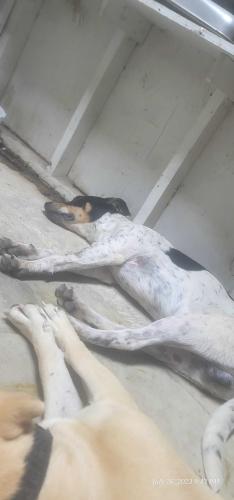 Lost Male Dog last seen Near & military , San Antonio, TX 78227