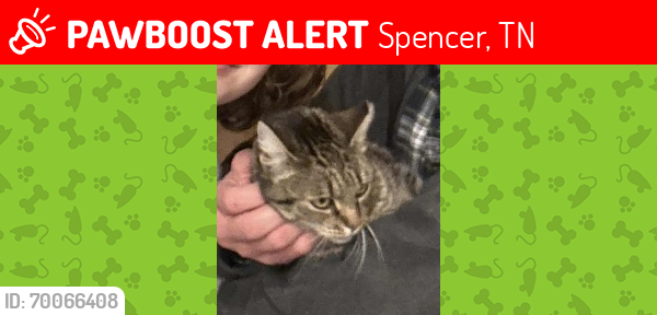 Lost Female Cat last seen Long branch lakes, Spencer, TN 38585
