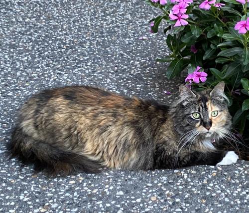 Lost Female Cat last seen Charlesworth Park, Campbelltown, SA 5074