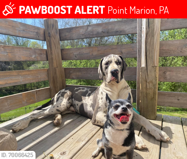 Lost Male Dog last seen New Geneva Road, near the woods by the river , Point Marion, PA 15474