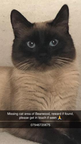 Lost Male Cat last seen Bearwood road, West Midlands, England B67 5AW