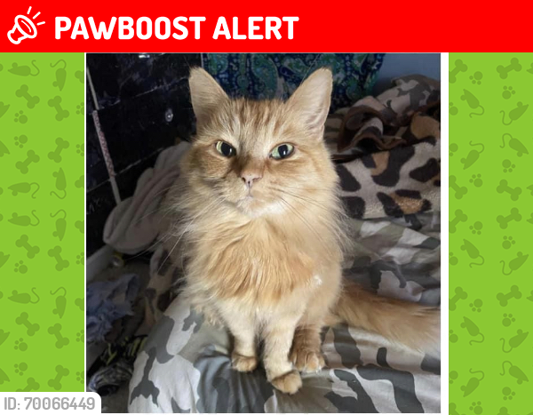 Lost Female Cat last seen new westminster highschool, New Westminster, BC V3M 3B5