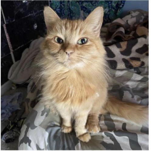 Lost Female Cat last seen new westminster highschool, New Westminster, BC V3M 3B5