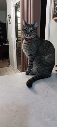 Lost Female Cat last seen Martin Luther King Jr. Blvd and Barbee Road , Durham, NC 27713
