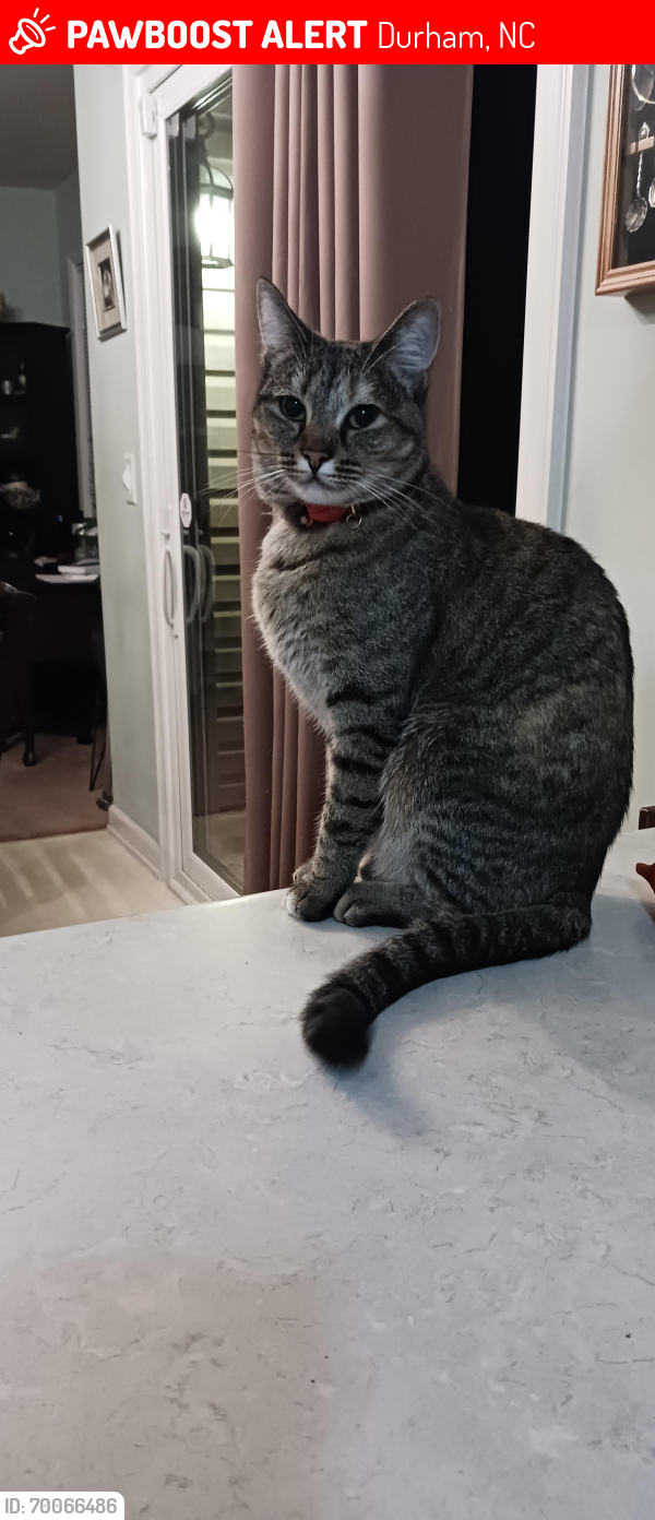 Lost Female Cat last seen Martin Luther King Jr. Blvd and Barbee Road , Durham, NC 27713