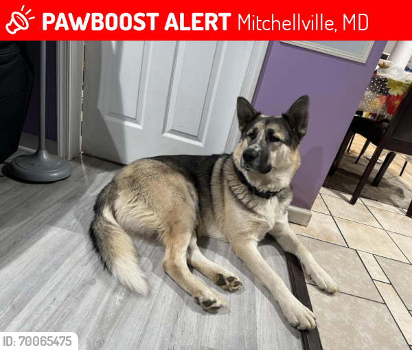 Lost Male Dog last seen Saville lane & lotsford vista rd , Mitchellville, MD 20721