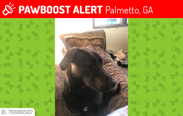Lost Male Dog last seen Collinsworth Rd, Palmetto GA. 30268, Palmetto, GA 30268