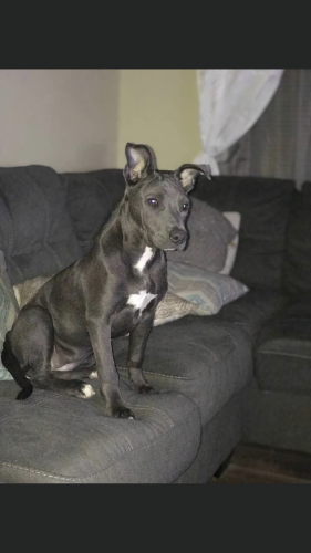 Lost Female Dog last seen Near and congress , Eastover, SC 29044