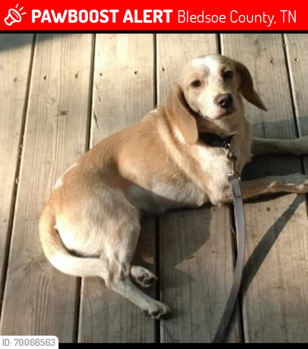 Lost Female Dog last seen Mountain Creek Rd, Bledsoe County, TN 37367
