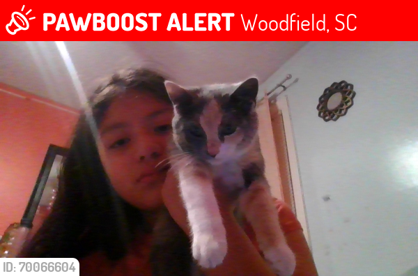 Lost Unknown Cat last seen woodfield, Woodfield, SC 29206