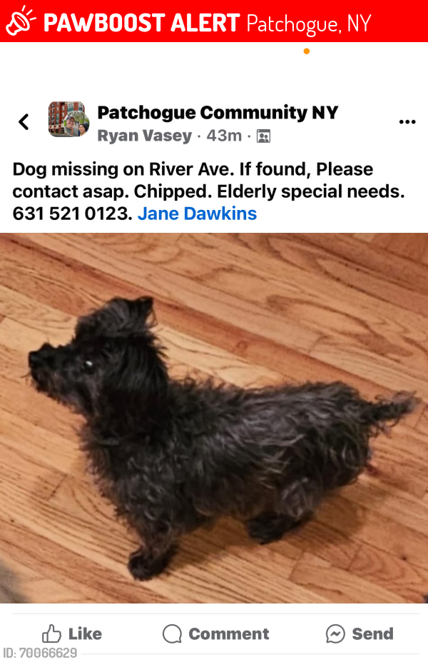 Lost Female Dog last seen Weeks st crescent. Price st near bay She’s 16 yrs old, Patchogue, NY 11772