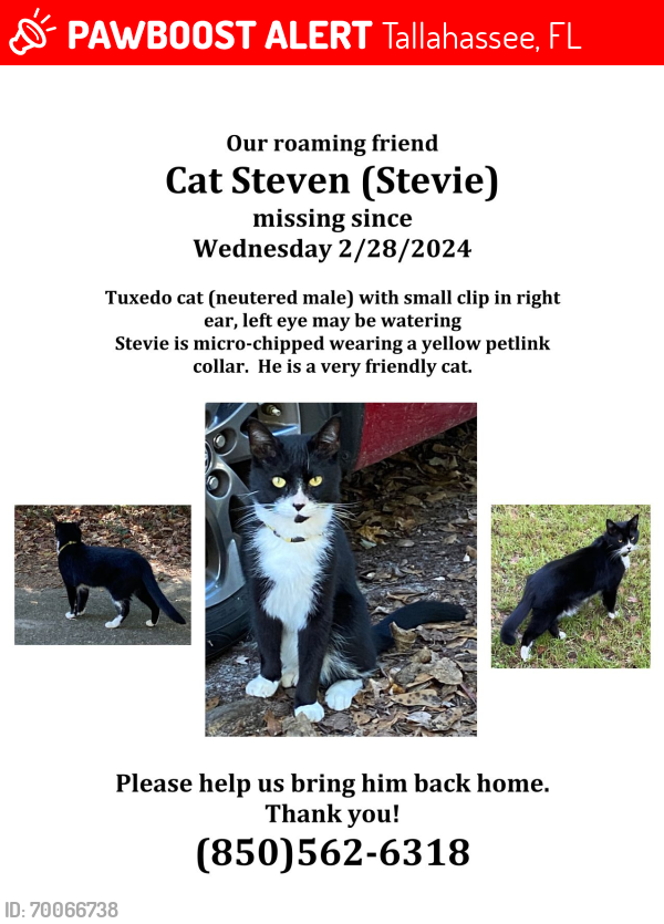 Lost Male Cat last seen St. Louis Church Road, Tallahassee FL, Tallahassee, FL 32303