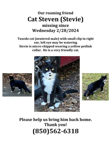 Lost Male Cat last seen St. Louis Church Road, Tallahassee FL, Tallahassee, FL 32303