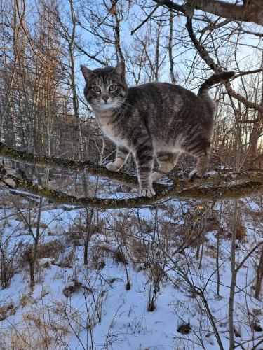 Lost Female Cat last seen RR221 , Strathcona County, AB T8E 1E2