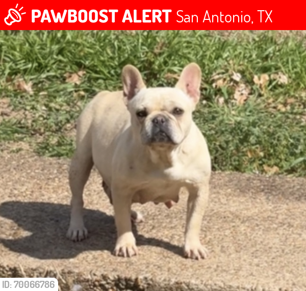 Lost Female Dog last seen Crestway, San Antonio, TX 78239