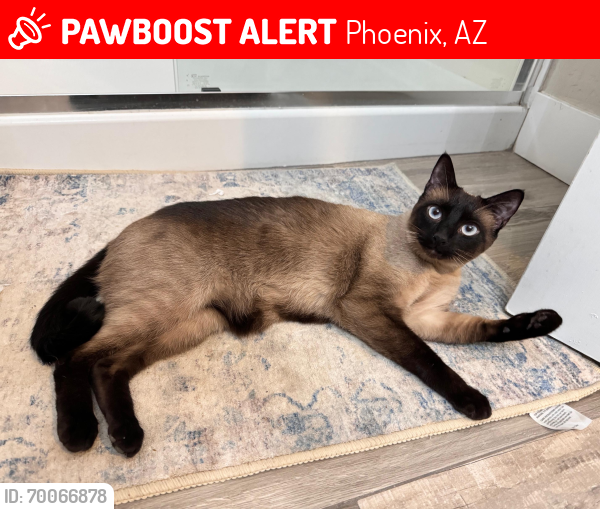 Lost Female Cat last seen 16th Ave & Chandler Blvd in Ahwatukee/Phoenix, Phoenix, AZ 85045