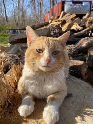 Lost Male Cat last seen Spout Springs area off of Happy Top or around Happy Top area in Clay City. , Clay City, KY 40312