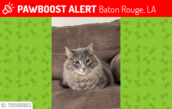 Lost Male Cat last seen Essen Cove Dr., Baton Rouge, LA 70809