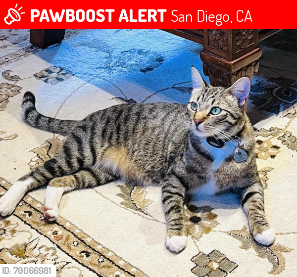 Lost Male Cat last seen Near La Jolla Mesa Drive and La Jolla Rancho Road, San Diego, CA 92037