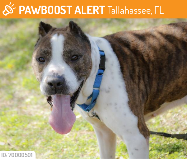 Shelter Stray Male Dog last seen Near BLOCK THORNTON RD, TALLAHASSEE FL 32308, Tallahassee, FL 32311