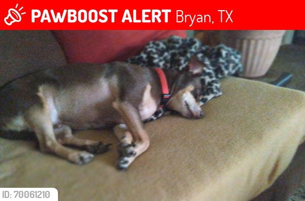 Lost Male Dog last seen Bryan high School , Bryan, TX 77802
