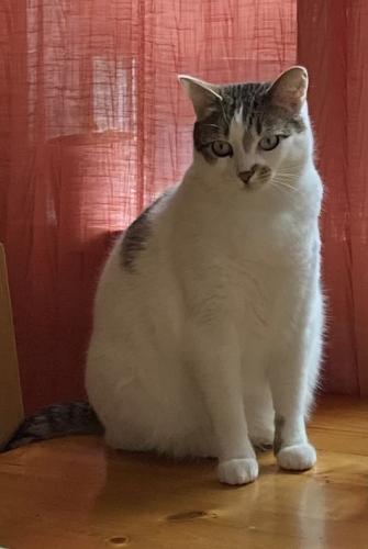 Lost Female Cat last seen Boundary and 49th in Vancouver, Vancouver, BC V5S 1N1