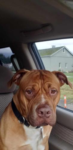 Lost Male Dog last seen Brookings road sedro Woolley wa, Skagit County, WA 98284