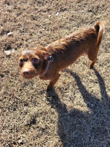 Lost Male Dog last seen Clearview Mobile s / US 77, Noble, OK 73068