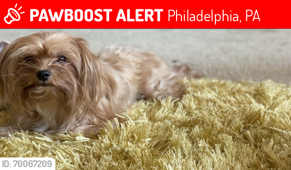 Lost Female Dog last seen LANCASTER AVE, Philadelphia, PA 19131