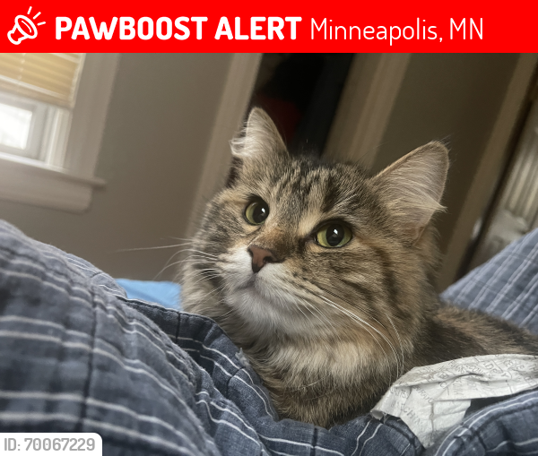 Lost Female Cat last seen 36th street, Minneapolis, MN 55412