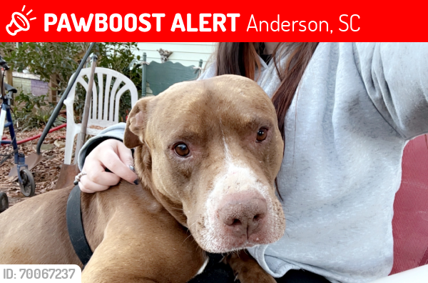 Lost Male Dog last seen Gosset street, Anderson, SC 29622