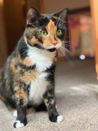 Lost Female Cat last seen Southwind and Maverick tr, Las Cruces, NM 88007