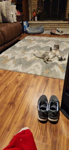 Lost Female Cat last seen Sanford and Rodchester Road, Topeka, KS 66612
