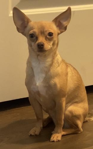 Lost Female Dog last seen Winco 2572 s 5600 w , West Valley City, UT 84120