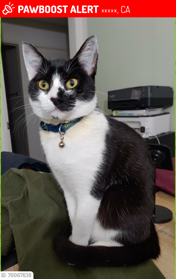 Lost Female Cat last seen Garfield and Graves avenue , 蒙特雷帕克, CA 91754