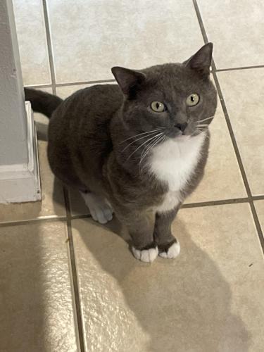Lost Male Cat last seen Indian forest Willis Texas , Willis, TX 77378
