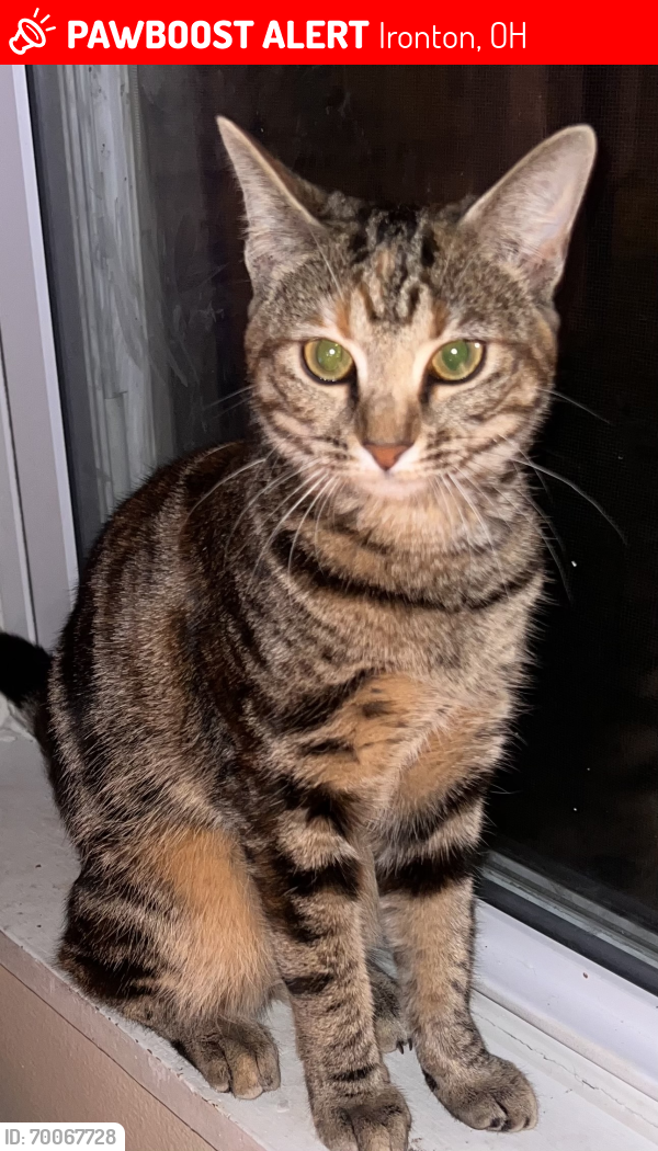 Lost Female Cat last seen Harbor Health , Ironton, OH 45638