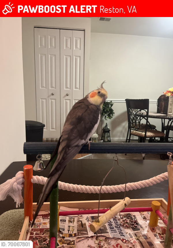 Lost Female Bird last seen Trader Joe's , Reston, VA 20194