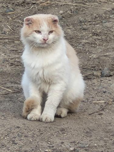 Lost Male Cat last seen Near centerville road lino lakes, Lino Lakes, MN 55038
