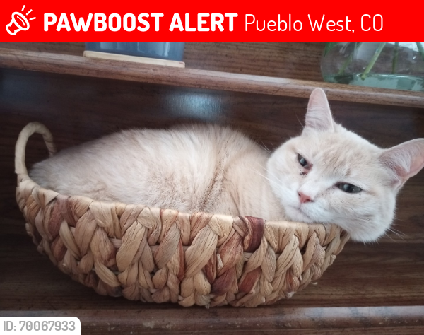 Lost Male Cat last seen Joe Martinez , Pueblo West, CO 81007